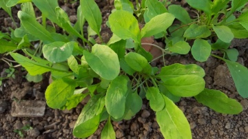 Rukola eko 100g
